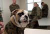 marine_mascot4_800.jpg