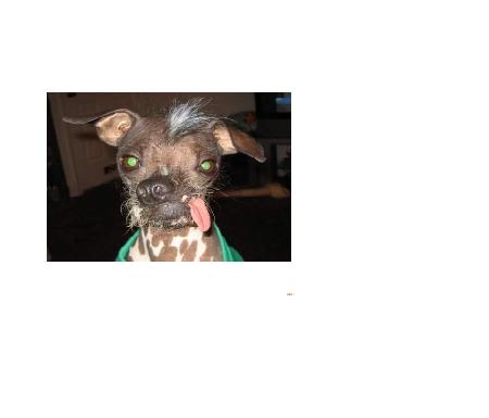 my dog.jpg