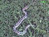 baby-rattler.jpg