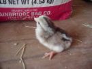 chick.jpg
