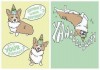 birthdaycorgi-2.jpg