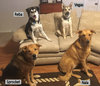 Pups family picture small.jpg