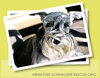 schnauzer.jpg