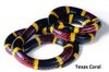 Texas Coral Snake.jpg
